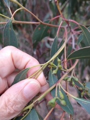 Eucalyptus macrorhyncha macrorhyncha