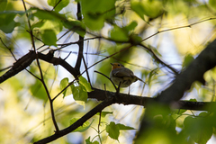 Erithacus rubecula