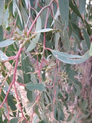 Eucalyptus macrorhyncha macrorhyncha