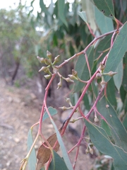 Eucalyptus macrorhyncha macrorhyncha