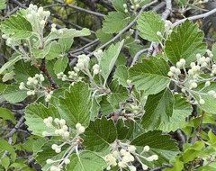Aria umbellata