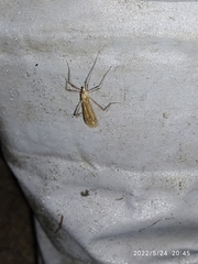 Amphineurus