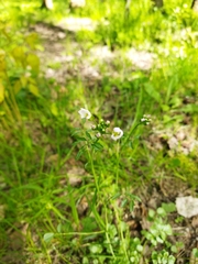 Cardamine dentata