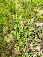 Cardamine dentata