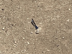 Argia agrioides