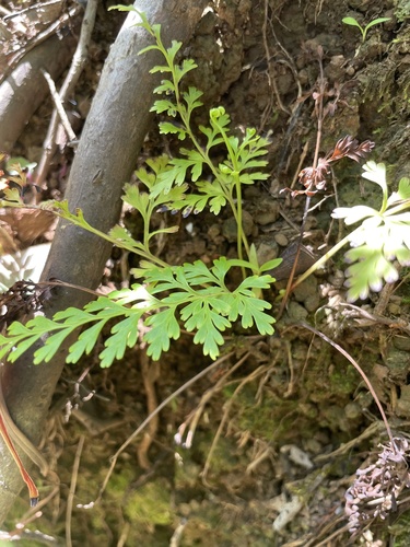 Odontosoria chinensis observed 2022-05-24