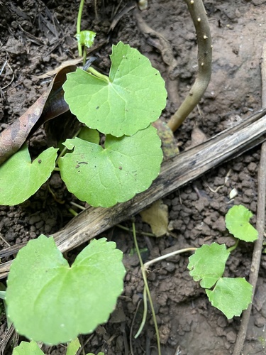 Centella asiatica observed 2022-05-24