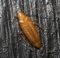 Chorisoneura texensis