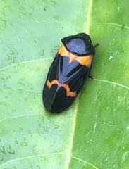 Cosmoscarta abdominalis