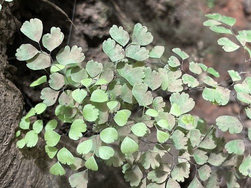 Adiantum raddianum observed 2022-05-24