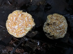 Zelleromyces