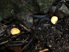 Zelleromyces