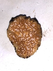 Zelleromyces