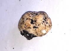 Zelleromyces