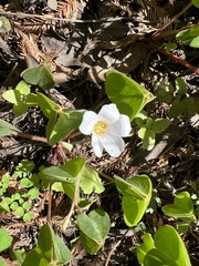 Oxalis incarnata