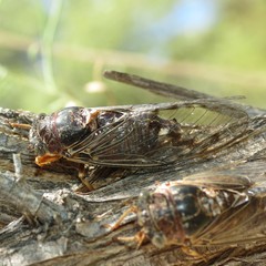 Diceroprocta swalei