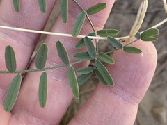 Astragalus remotus