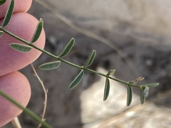 Astragalus remotus