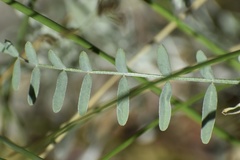 Astragalus remotus