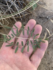 Astragalus remotus
