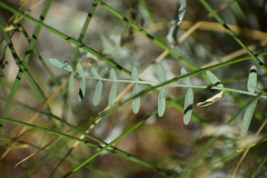 Astragalus remotus