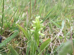 Platanthera hyperborea