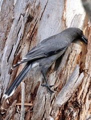 Strepera versicolor versicolor