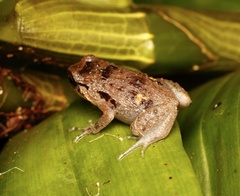 Cophixalus australis