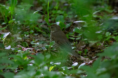 Turdus philomelos