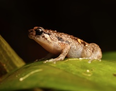 Cophixalus australis