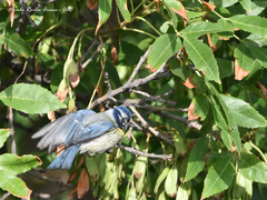 Cyanistes caeruleus