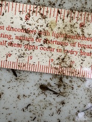 Ambystoma macrodactylum