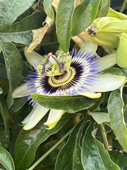 Passiflora caerulea