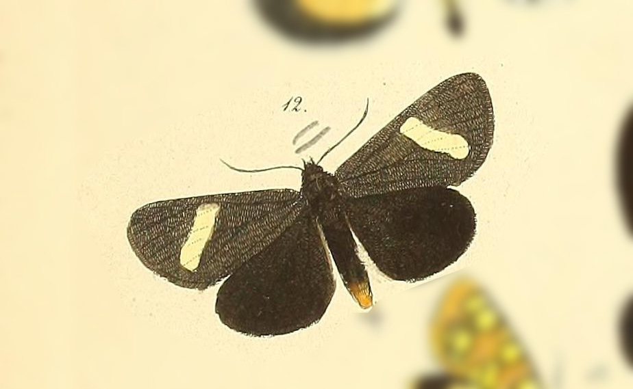 Rhosus spadicea