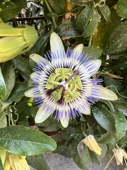 Passiflora caerulea