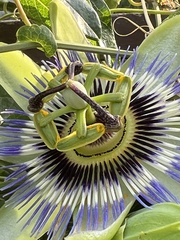 Passiflora caerulea