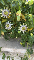 Passiflora caerulea