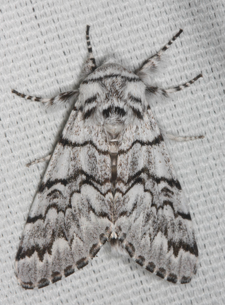 Western Panthea Moth