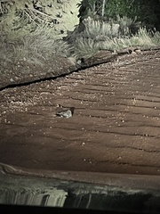 Phalaenoptilus nuttallii