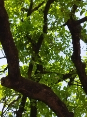 Madhuca longifolia latifolia