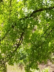 Madhuca longifolia latifolia