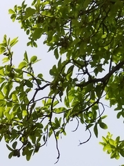 Madhuca longifolia latifolia