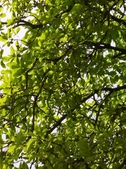 Madhuca longifolia latifolia