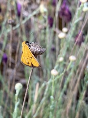 Heliothea discoidaria