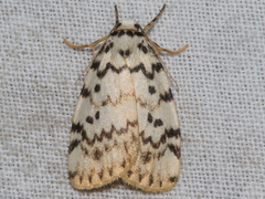 Hectobrocha pentacyma