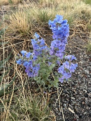 Penstemon angustifolius caudatus