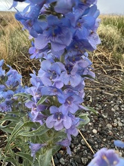 Penstemon angustifolius caudatus