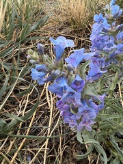 Penstemon angustifolius caudatus