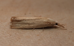 Calamotropha leptogrammellus
