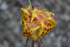 Lilium humboldtii